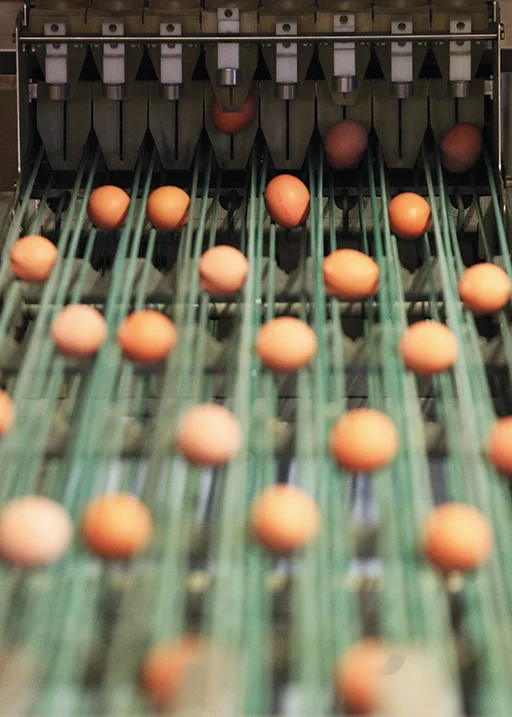 Sortering-Eieren-lopen-van-de-band